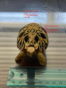 Lifelike Very Cute Radiated Tortoise Statue Reptile Resin Figure Decor 3.25 inch