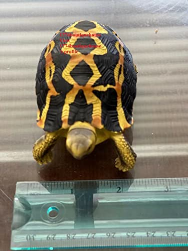 Lifelike Cute Spider Wed Pattern Tortoise Statue Reptile Resin Figure Decor 4"