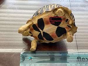 Lifelike Very Cute Radiated Tortoise Statue Reptile Resin Figure Decor 5 inch