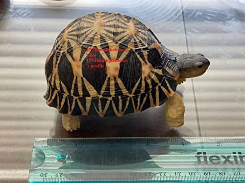 Lifelike Very Cute Radiated Tortoise Statue Reptile Resin Figure Decor 5 inch