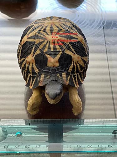 Lifelike Very Cute Radiated Tortoise Statue Reptile Resin Figure Decor 5 inch